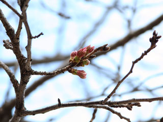 �����Ԗc���ł��܂�����