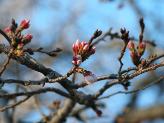 �ق�A�����炭���O�ł���