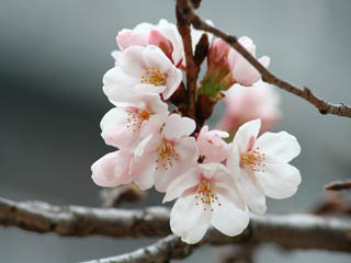 ���񂾂�����č炯�΁A�J�Ԑ錾�����v�H