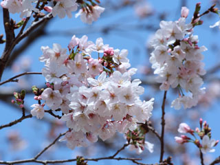 �悤�₭���₩�ɂȂ��Ă��܂���