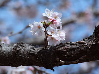 ������܂肵�āA����Ȃ̍D���ł�