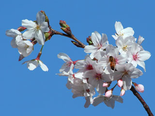 �I������A����ԕ��W�߂ɑ�ςł���