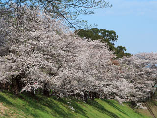 �y��ɍ炢�Ă���悤�Ɍ����܂��H