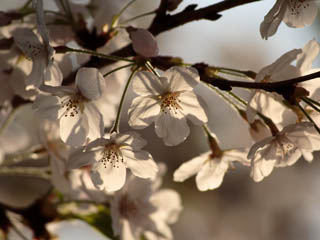 �t���V���[�Y�@���������瓖�����Ă���ł���