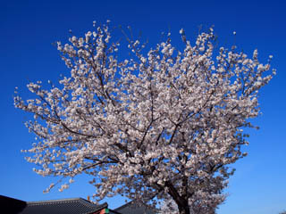 �}�N���΂��������Ȃ���ł���`