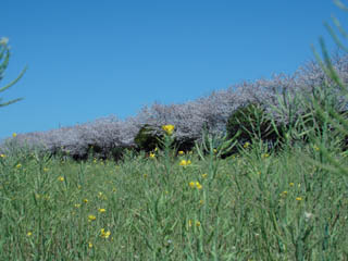 �؂̉Ԃƍ�����