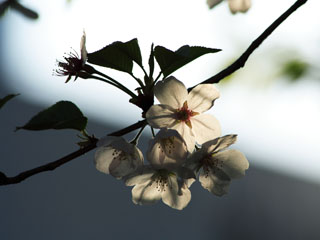 �܂��}�j�A�b�N�Ȏʐ^���ڂ��Ă��܂����c