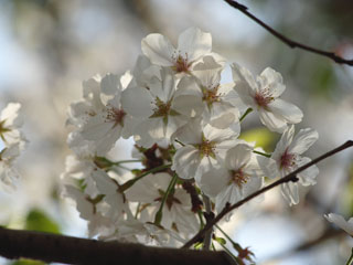 �������o�Ă܂����H