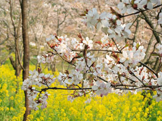 �؂̉ԂƂ�����A��������ĎB���Ă݂܂���