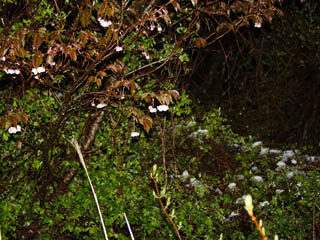 ������Ɛ�I�I