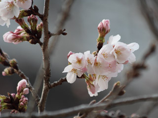 �炫�n�߂̍��́A�ق���Y��ł���