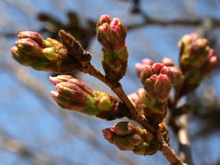 �J�Ԃ͂������낻��H