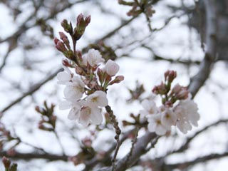 �R���Q�U���̍��ł��`