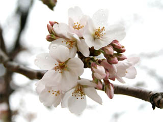 �R���Q�V���B�e�@�J�ɔG��Ă�������D���c