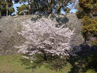 �F�{���������̍��ł�