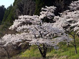 ���X�̐�{��