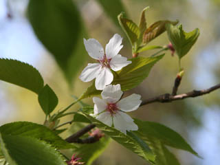 �\���C���V�m�͂����Ō�