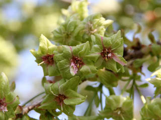 �����A���m�Ȃ�ł���`