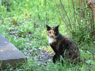 �Ȃɂ�I�I�@���Ă��񂶁c