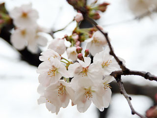 �Ԃт�̓��������o���Ă悩�����ł�