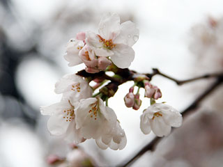 �J�Ŋ������ł����A�������h�ɍ炢�Ă܂���