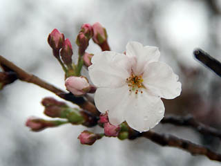 �O��̃g�b�v�y�[�W�̍��ł�