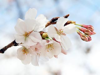 ���̃s���N���ē���c