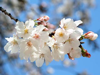 �t�̕��Ƀ����������Ă��܂���