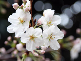 �������̕����A�o�b�N�̃{�P�͗ǂ����ȁH