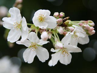 ���`�A�}�N�������Y���~�����@���̊ۃ{�P�A���C�`���Ȃ�