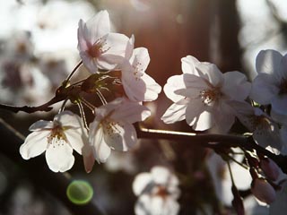 �t���ʐ^�͑_���Ă�����ł���