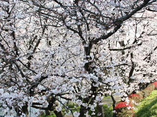 ���쉈���̍��͂��낻�떞�J�ł���