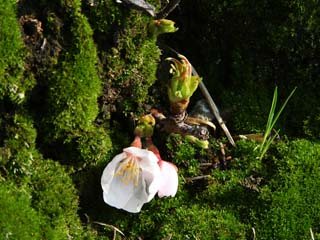 �؂̍��{�ɍ炢�Ă��܂���