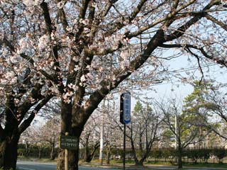 �܂����Ԃ������ł���