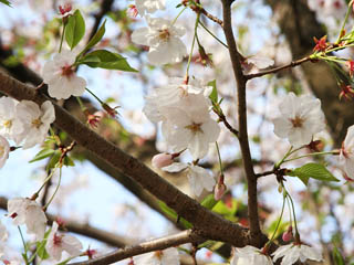 ���\�U���Ă��܂��܂����˂��c