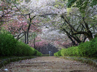 �����炪�{���Ƀg���l���݂����ł���