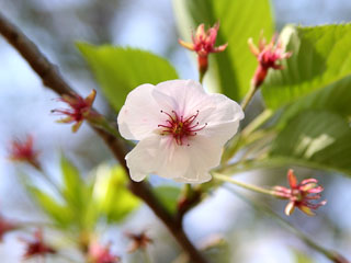 �ЂƂ�ڂ����E�E�E